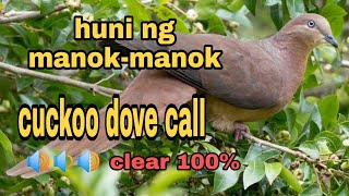 Huni ng manok-manok/manokon/tokwow Panggilan merpati cuckoo