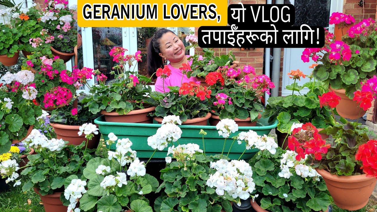 Выращивание герани: простые советы и рекомендации | Сад исцеления Аниты