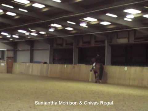 Advanced Dressage Stallion For Sale - Chivas Regal...