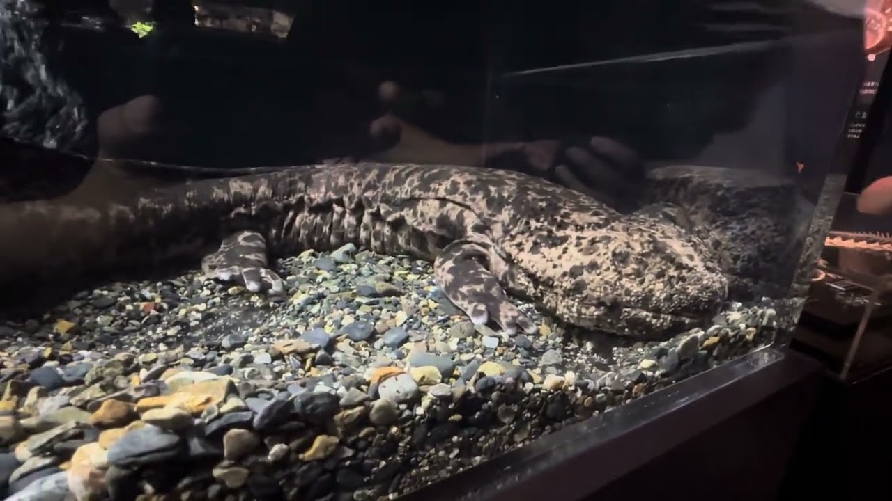 在来種のオオサンショウウオ 京都水族館にて 2025年7月22日 - YouTube