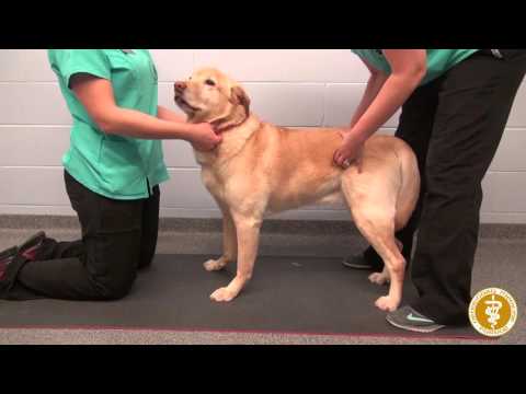 Weight shifting exercises in a dog