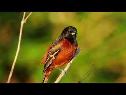 Orchard Oriole