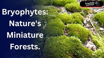 Bryophytes: The Pioneers of the Plant Kingdom.