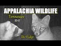 Appalachia Wildlife Video 23-2 from Trail Cameras in the Foothills of the Great Smoky Mountains
