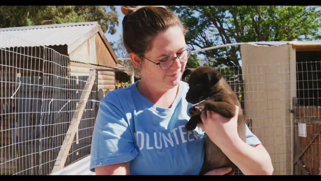 News Flash • Bringing Justice to Animals: Meet MCAO Prosecut