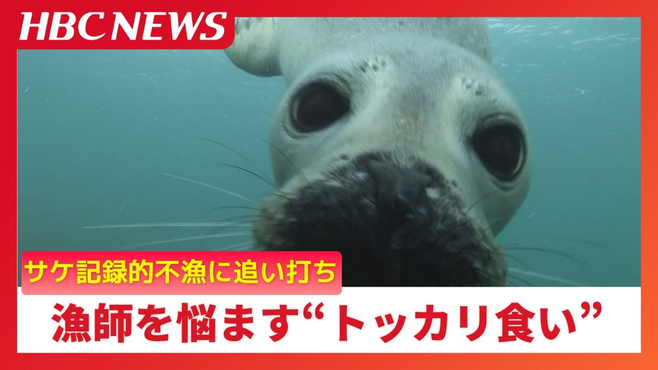Harbor seals' 