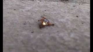 Four Ants And A Water Drop