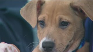 Helen Woodward Animal Center sending puppies to the Puppy Bowl