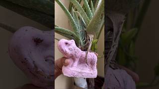 Aloe Vera l #gardeninglovers #plant #gardening #foliageplants #aloevera