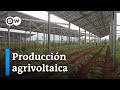 Fusionar la energa solar con la agricultura