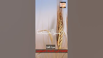 تلاوة رائعة من سورة البقرة للقارئ أبي لقمان المهاجر قناة❤️💛💙💜 #صوتيات_من_شامنا