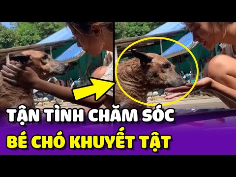 Video: Chó có ghen không?