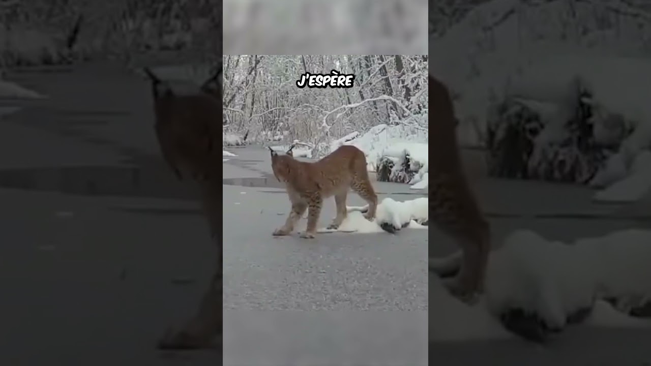 Ça craque !!! #nature #animaux #chats #lynx #omg #Shorts