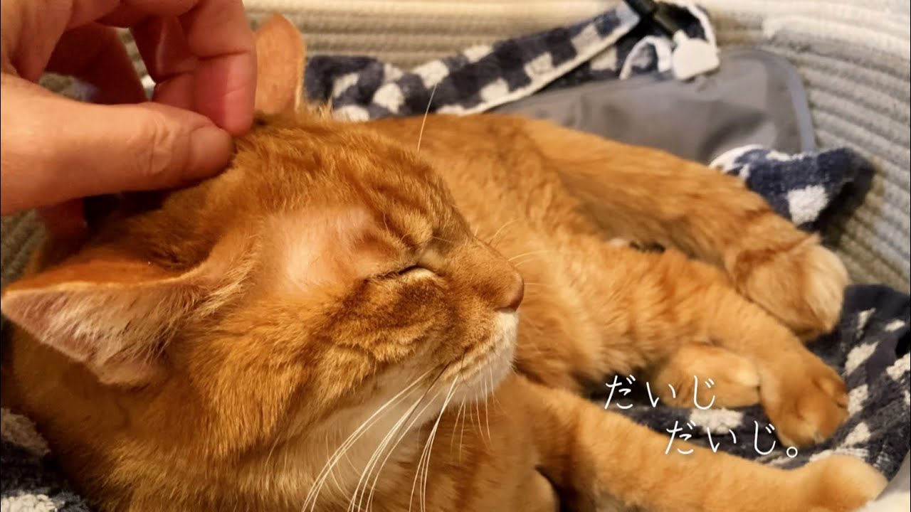 明日で16歳！神様がくれた愛猫との大切な時間に感謝✨