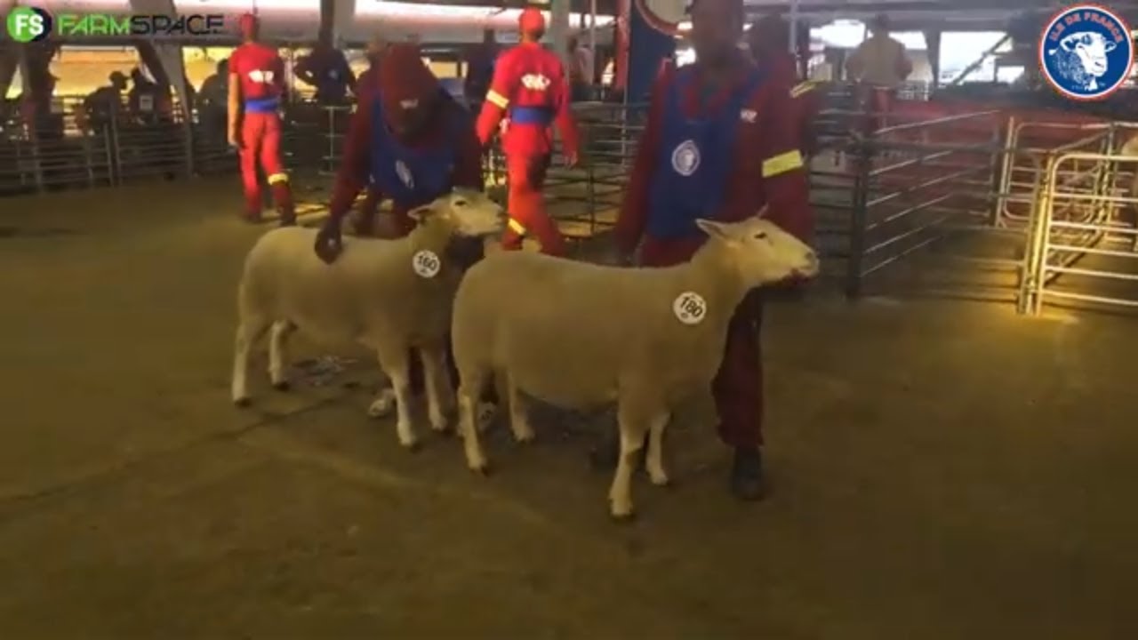 Hier is 'n terugflits na 2024 se Bloem Skou Elite Veiling.