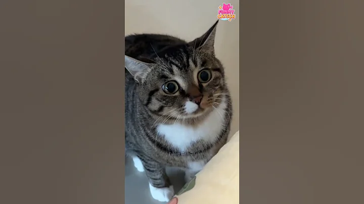 Video 11644531: funny cat compilation, perfect cat, cat entertainment, kitten funny, best cat