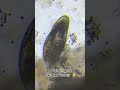 Tiny World Unlocked: Paramecium at 400x Zoom! 🔬✨ #microscope #paramecium #satisfying #microworld