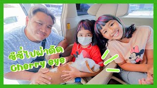 YimYamFamily | ซีซี่ผ่าตัด Cherry eye