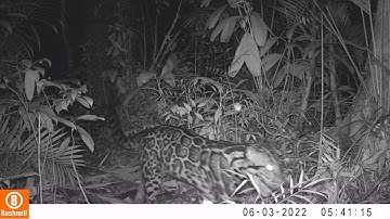 Clouded leopard video in Sumatra