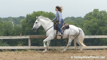 Disco Queen DP - bridle-less turns, trot, lope, stops! - ValleyViewRanch.net