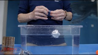 5 Lessons on Water Magic | Virginia Aquarium