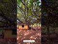 #konkanpremi #kokankar #temple #dailyshorts #nature