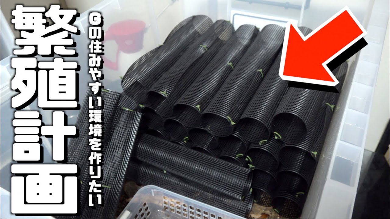 家に大量のゴキブリが届いたのでゴキホテルを作ってみた！！