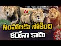 Eight Asiatic lions at Hyderabad's zoo not tested positive for coronavirus