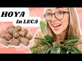 Step-by-Step Guide to Growing Hoyas in LECA for Beginners