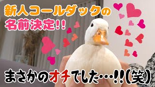 保護アヒル】新人ダックさんの命名式・・予期せぬ結末になりまし 保護アヒル】新人ダックさんの命名式・・予期せぬ結末になりまし