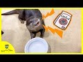 カワウソビンゴ凄い鳴き声でおかわりを要求する！Otter Bingo begging dad to refill his kibble