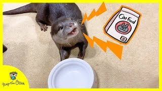 カワウソビンゴ凄い鳴き声でおかわりを要求する！Otter Bingo begging dad to refill his kibble