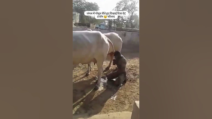 गौभक्त देC टार्जन करते है गौ मूत्र का सेवन 🚩#desi #viral #reels #shorts #trending #tarzan #गौमाता