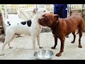 PIT BULL VS AMSTAFF!