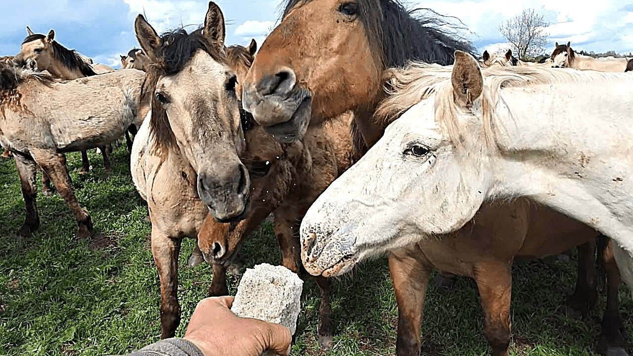 Сломался квадроцикл/ Отвез лошадям соль в поля/ Лошади Идиятуллина ...