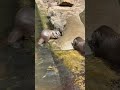 Otters Messingham Zoo 21/05/2026