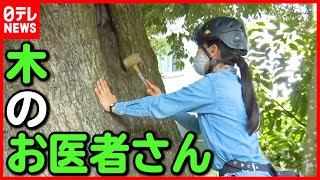 【樹木医】木の