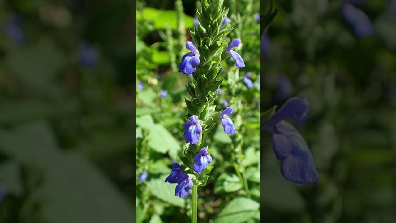 Chia seeds is obtained from which plant? #plantscience4u