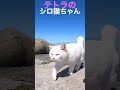 ぬいぐるみ抱っこが青い海に良く似合う孤独なテトラのシロ猫ちゃん #cat #shorts #野良猫