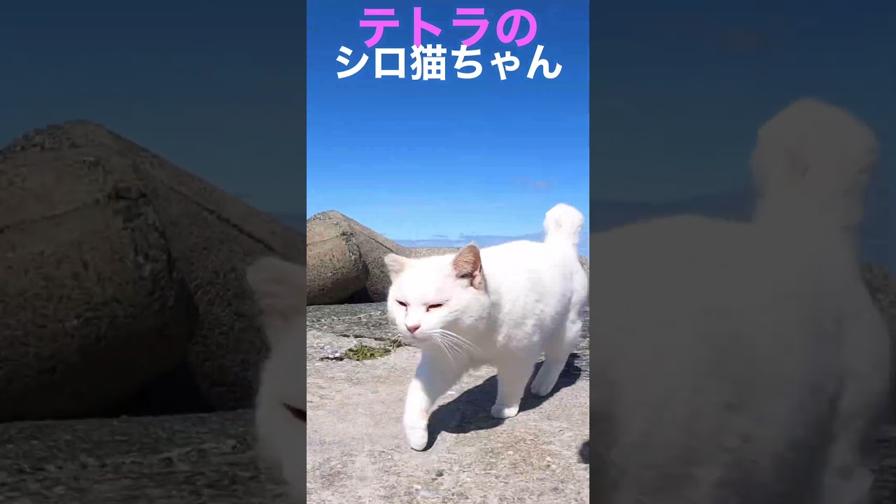 ぬいぐるみ抱っこが青い海に良く似合う孤独なテトラのシロ猫ちゃん #cat #shorts #野良猫