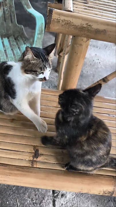 You're playing rough, huh? Go ahead! Just kidding! #cat #kucing #catslave #annoyingcat @Beardi