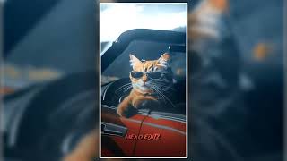 CAT TREND 😹 PHONK--DJ MOBIGUS 💖 PRESET AM || ALIGHT MOTION XML FILE..💕