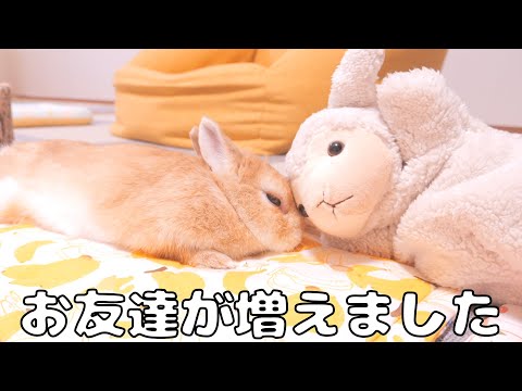 A rabbit who fell in love with a sheep from day one [No.1407