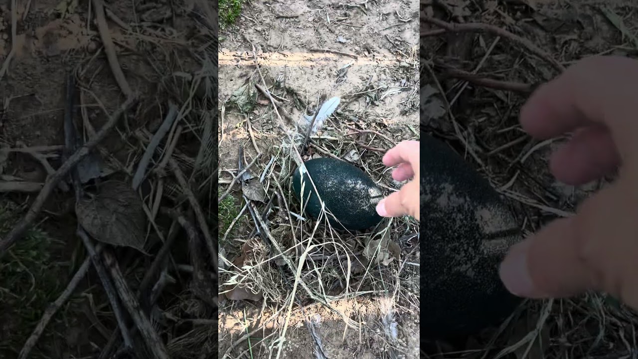 Perfect emu egg nest #emu #farmlife #birdegg #egg