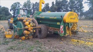 How To Harvest Pumpkins In Farm, Modern Agriculture Technology You Must See, Carrot Harvest Machine