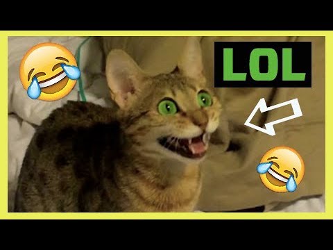 funny-cat-sounds!!