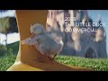 2018 the little duck  disneyland paris commercial