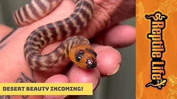 Woma Python | Reptile Life Adelaide