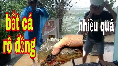 #Bắtcárôlócbờ   TRỜI MƯA TO AE RA ĐỒNG BẮT CÁ RÔ VÀ CÁI KẾT