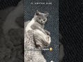 trop d'amour 🥰 #cat #youtubeshorts #cute #funny #viral #animals #humour #pets #fyp #shorts